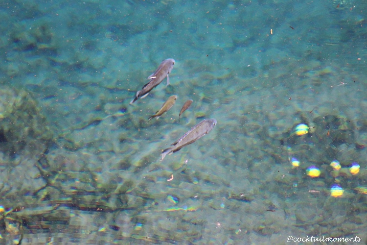 Fish swimming in the Sleeping Pool